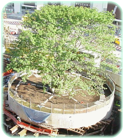Example of Arboriculture